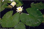 White Water Lily <i>Nymphaea odorata</i>